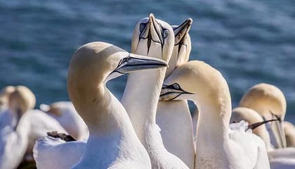 现代社会，处处难关，稍一不慎错难返代表指是什么生肖，在线解析落实