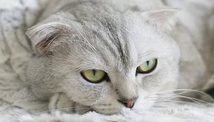 一德二命三风水，多行不义必自毙代表什么生肖，权威诗意解释