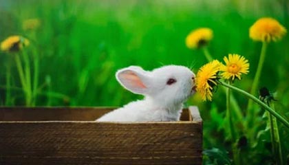 一德二命三风水，多行不义必自毙代表什么生肖，权威诗意解释