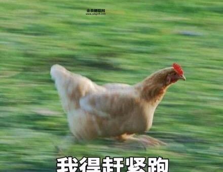 奔跑起来快如飞准确生肖(飞奔起来谁第一)