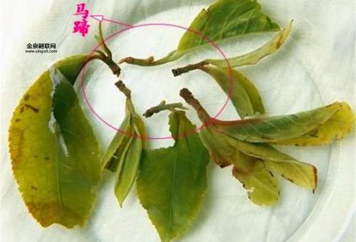 粗枝大叶打一生肖(粗枝大叶指谁呢)