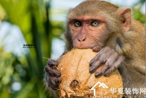 野心不死是什么生肖(谁才是最具野心的生肖)
