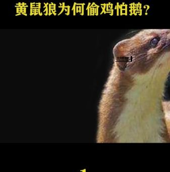 楚楚动人是什么生肖(  它有什么秘密武器)