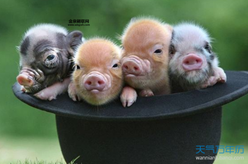 2019是什么生肖(属猪的人今年会有哪些好运)