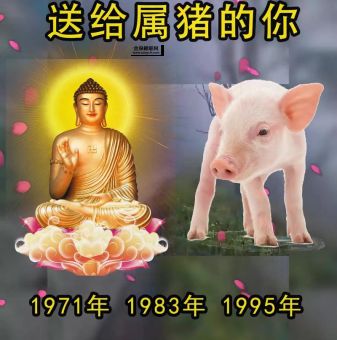 2019是什么生肖(属猪的人今年会有哪些好运)