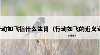 步履如飞是什么生肖(还有其他可能吗)