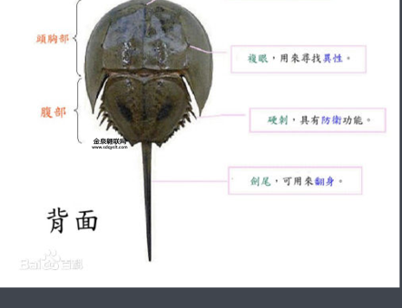 鲎怎么读什么意思(它为什么被称为活化石)