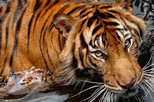 目光如豆打一正确生肖(猜猜是哪种动物)