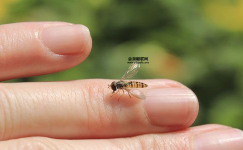 以下哪种水果更容易招蚊子(哪个才是蚊子的最爱)