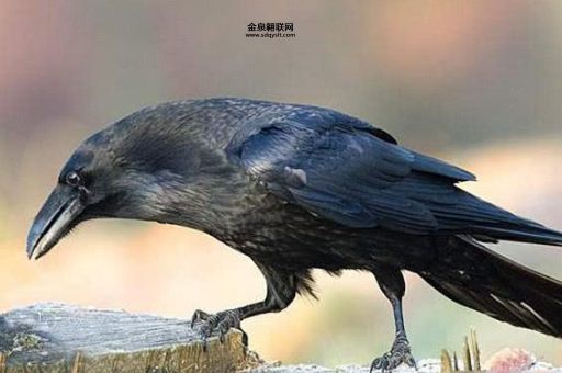 胆大包天的动物最佳答案(谁才是最不怕死)
