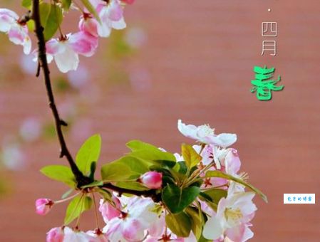 四月天繁花似锦柳烟，人间最美不过如此！