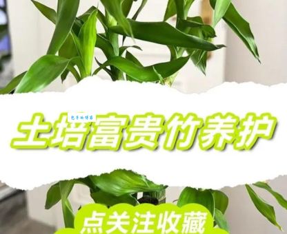 土培富贵竹的养殖方法，这样养长得更旺盛！