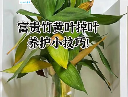 富贵竹的种植方法您了解多少？养护技巧都在这儿！