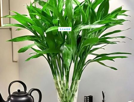 富贵竹的种植方法您了解多少？养护技巧都在这儿！