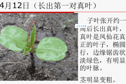 想知道凤仙花是怎么长大的吗？带你了解凤仙花的生长过程！