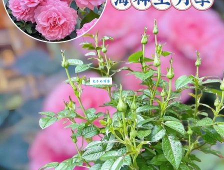 月季花什么时候开花多？学会这些技巧花开爆盆！