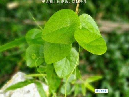 千金藤功效与作用详解：适用人群与注意事项都在这！