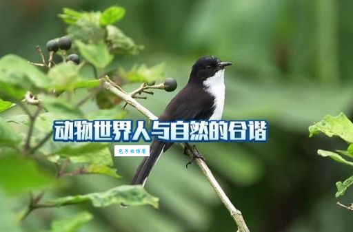 人与自然动物世界(我们又知道多少)