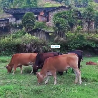 蝼蚁得志是什么生肖物(是狡猾的鼠还是威风的虎)