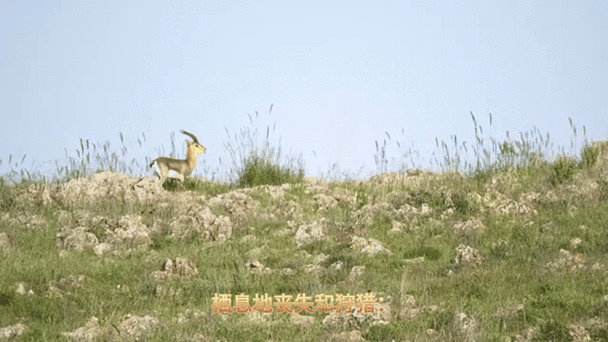 臭名昭著打一动物(臭名昭著谁当之无愧)