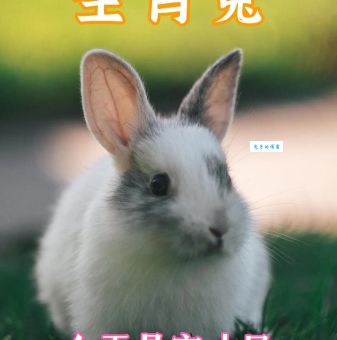 大家闺秀是什么生肖(是温柔的兔子吗)