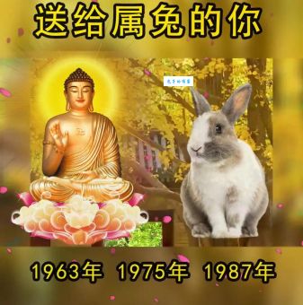 大家闺秀是什么生肖(是温柔的兔子吗)