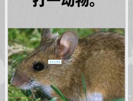眼花缭乱打一个生肖(是哪个动物最能代表)