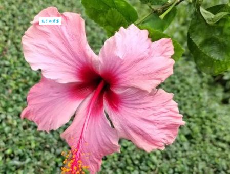 花飞蝶舞究竟是哪个生肖？看完你就明白了