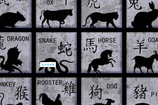 揭秘：十二生肖中谁最无牵无挂？让你大吃一惊
