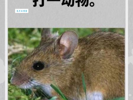背上多一个背，脚边四条腿，这是什么动物生肖？