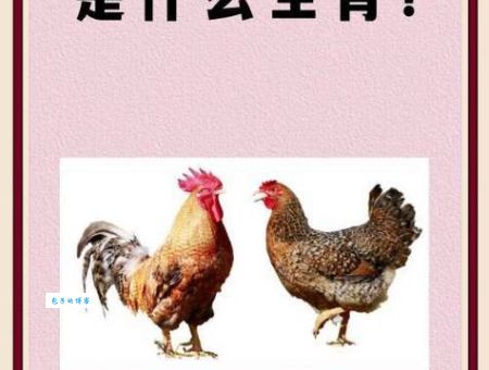 “有一手儿”指的是哪个生肖？民间说法大揭秘！