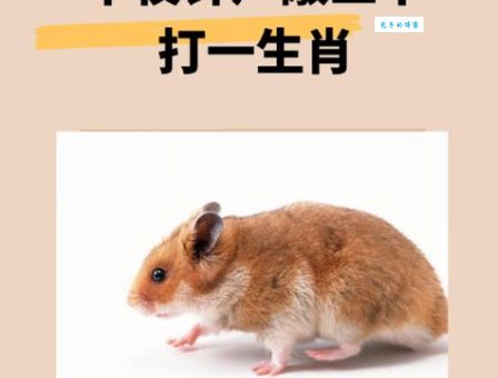 三更半夜是哪个生肖？揭秘背后的文化渊源！