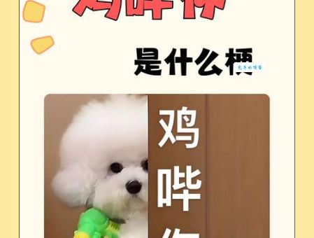 网络热词“叮咚鸡”是什么意思？它的含义和起源