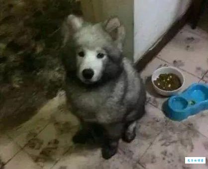 想知道图样图森破的解释是什么？这里有最全面的解答
