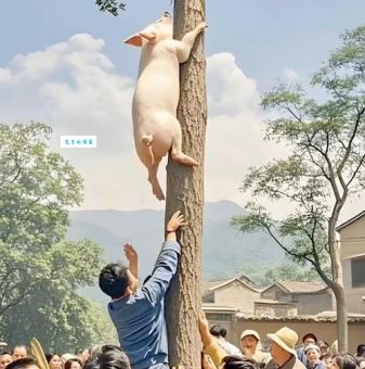 详解母猪上树是什么生肖？民间说法大揭秘