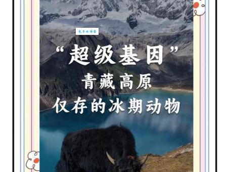 青藏高原对应哪个生肖？带你了解背后的秘密！