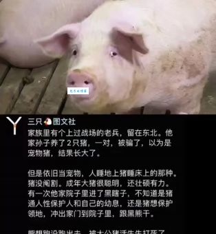 挖空心思打一生肖动物，答案揭晓：是猪吗？