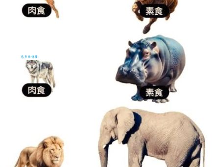 百兽之王？弱肉强食打正确一肖，你猜对了吗？