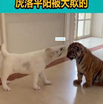 虎落平阳被犬欺，打一生肖是什么动物？