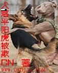 虎落平阳被犬欺，打一生肖是什么动物？