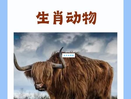 猜猜看：海阔天空指的是哪种生肖动物？