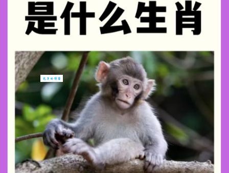 形影不离打一准确生肖是什么？答案揭晓！