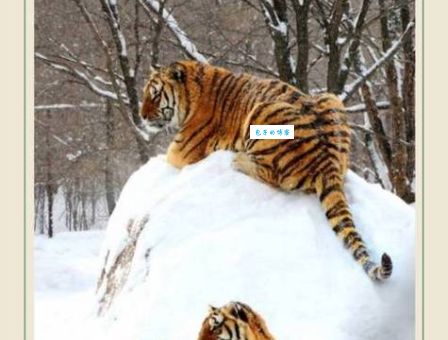 猜一生肖：东张西望，它是谁？