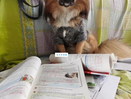 书香门第是哪个生肖？解析书香门第与生肖的关联