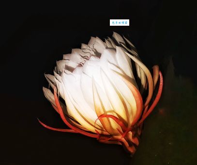 昙花一现对应哪个生肖？快速了解昙花一现生肖寓意