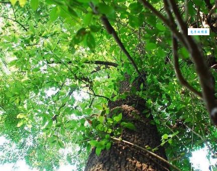 古木参天是什么意思及例句？带你了解成语典故