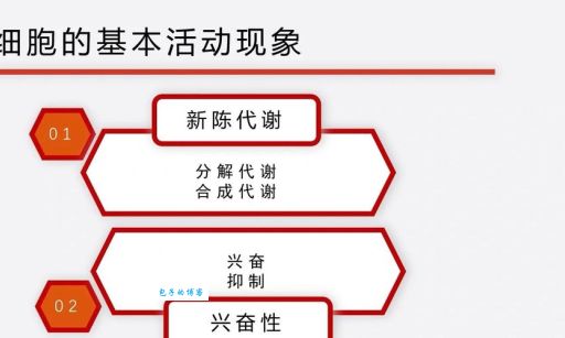 人体组织是什么意思？简单解释四大组织类型