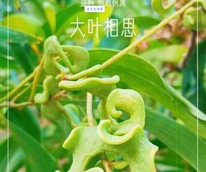 连理枝和相思树的区别，它们指的是同一种树吗？
