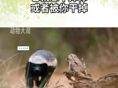 胆大包天的动物最佳答案：揭秘那些无所畏惧的猛兽
