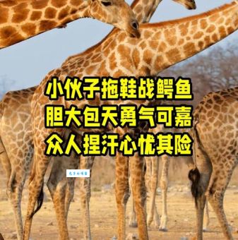 胆大包天的动物最佳答案：揭秘那些无所畏惧的猛兽